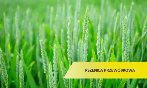 Zielone kłosy pszenicy przewódkowej na polu, w tle rozmyte łany.