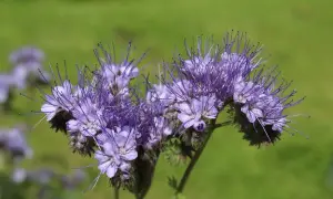 Fioletowe kwiaty facelii z długimi pręcikami na tle zielonej łąki. Zastanawiasz się, ile facelii na hektar?