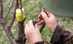 Osoba wykonuje szczepienie gruszy, łącząc zraz z podkładką.