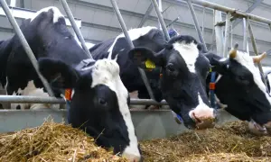 Bydło opasowe zajada się świeżym sianem. Dobre dawki pokarmowe dla bydła opasowego to klucz do zdrowia i szybkiego przyrostu masy.