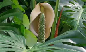 Kwiatostan monstery, otoczony dużymi, zielonymi liśćmi. Czy monstera kwitnie? Tak, oto dowód!