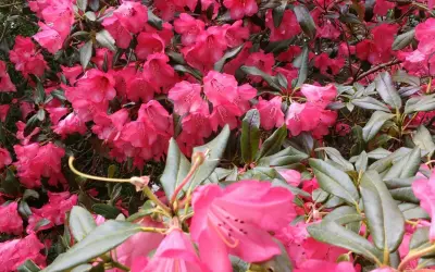 Krzew rododendronu w pełnym rozkwicie, z mnóstwem intensywnie różowych kwiatów. Dowiedz się, jak zaszczepić rododendrona, by cieszyć się jego pięknem.