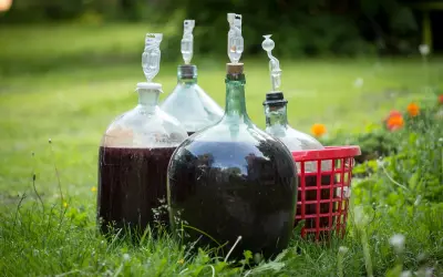 Kilka balonów z ciemnym płynem i rurkami fermentacyjnymi na trawie. To początek drogi, jak zrobić wino półsłodkie.