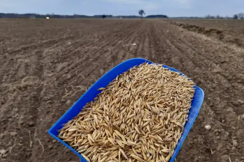 Niebieska łopatka pełna ziarna owsa czeka na rozsypanie na zaoranym polu. Rozpoczyna się nawożenie owsa.