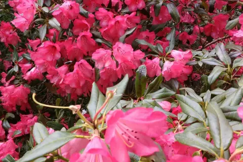 Krzew rododendronu w pełnym rozkwicie, z mnóstwem intensywnie różowych kwiatów. Dowiedz się, jak zaszczepić rododendrona, by cieszyć się jego pięknem.