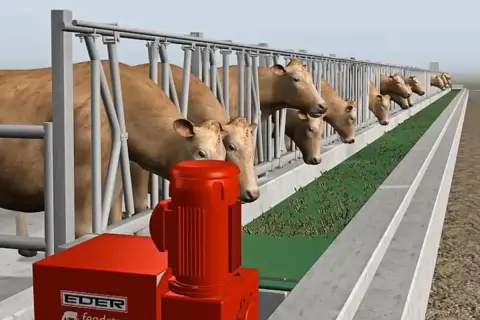 Bydło opasowe przy karmidle, gdzie system EDER feedstar zapewnia świeży owies.
