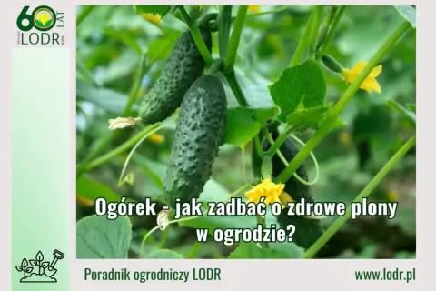 Zdjęcie przedstawia dojrzewające ogórki na łodydze, z żółtymi kwiatami. Tekst informuje o tym, jak dbać o zdrowe plony ogórków w ogrodzie.