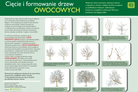 Ilustracje pokazują, kiedy przycinamy czereśnie i inne drzewa owocowe, formując ich korony i pędy.