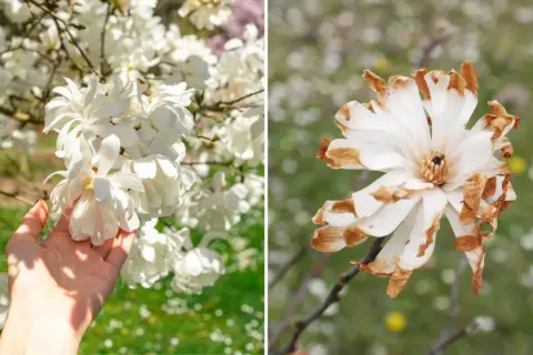 Dwie magnolie: jedna w pełnym rozkwicie, druga z brązowymi końcówkami płatków. Jak długo kwitnie magnolia? Zależy od pogody i odmiany.