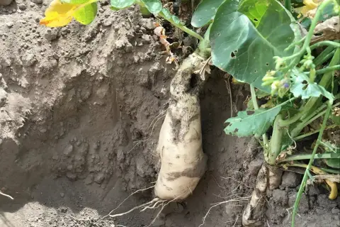Wyciągnięta z ziemi rzepa oleista, która stanowi cenny poplon. Jej biały korzeń jest widoczny wraz z zielonymi liśćmi.