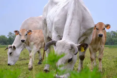 Stado krów rasy piemontese pasące się na zielonej łące. Widać dorosłe zwierzęta i cielęta.