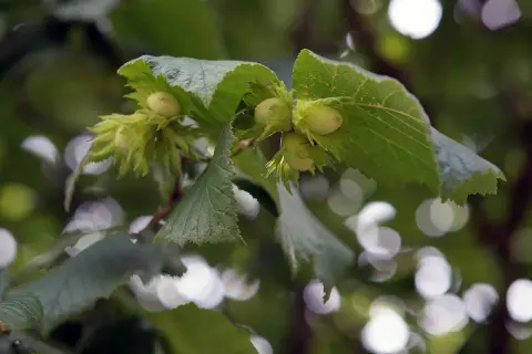 Zielona plantacja orzecha laskowego. Młode orzechy laskowe dojrzewają na gałęziach, otoczone liśćmi.