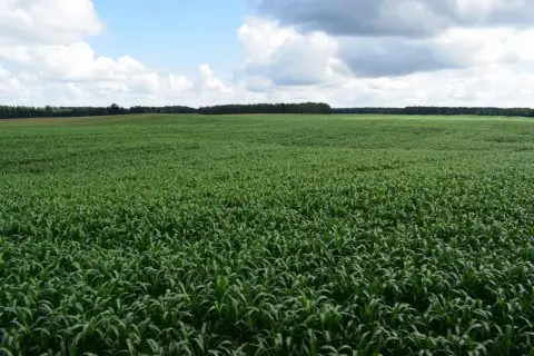 Rozległe pole zielonego **sorgo cukrowe** pod błękitnym niebem z chmurami.