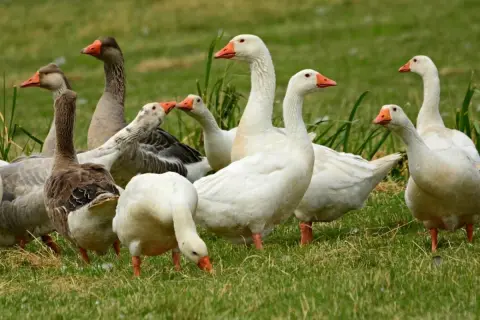Stado gęsi na zielonej trawie, niektóre białe, inne szare, z pomarańczowymi dziobami.