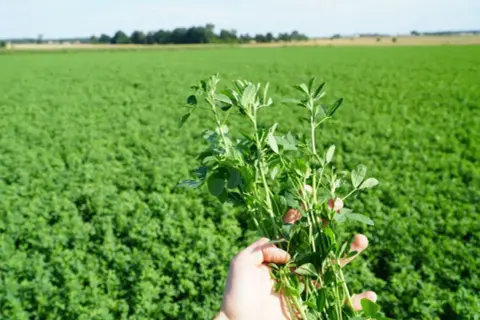 Dłoń trzymająca pęczek zielonej lucerny na tle pola lucerny.