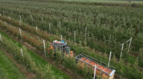 Zbiory jabłek w największych sadach jabłek w Polsce. Maszyna zbiera owoce do drewnianych skrzyń.