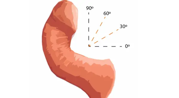 Anatomical illustration showing the penis knura with angles indicating curvature: 0°, 30°, 60°, 90°.