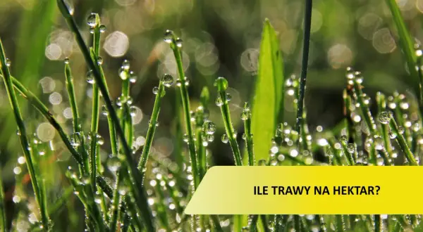 Krople rosy na źdźbłach trawy. Pytanie: ile trawy na hektar łąki?