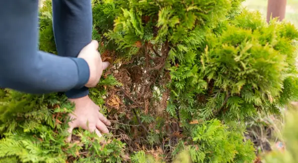 Ręce sprawdzają, dlaczego tuje brązowieją. Widać uschnięte gałązki w środku krzewu.