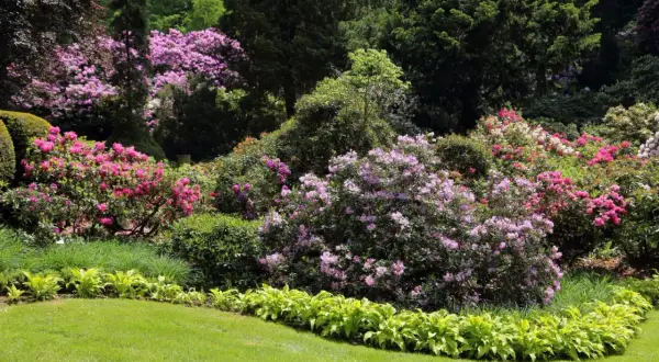 Kwiaty rododendronów w odcieniach różu i fioletu. Zastanawiasz się, co posadzić obok rododendrona? Warto rozważyć hosty o jasnozielonych liściach, które tworzą piękny kontrast.