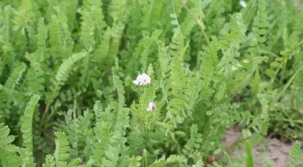 Zielone łodygi i liście seradeli na kiszonkę, z delikatnymi różowymi kwiatkami.
