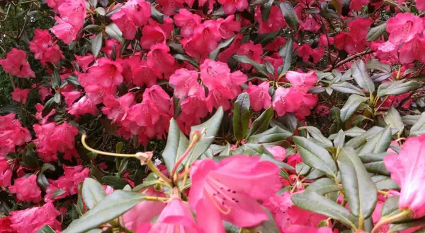 Krzew rododendronu w pełnym rozkwicie, z mnóstwem intensywnie różowych kwiatów. Dowiedz się, jak zaszczepić rododendrona, by cieszyć się jego pięknem.