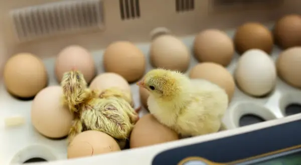 Pisklęta wylęgają się z jaj w inkubatorze. Prawidłowa temperatura inkubacji jaj kurzych jest kluczowa dla ich rozwoju.