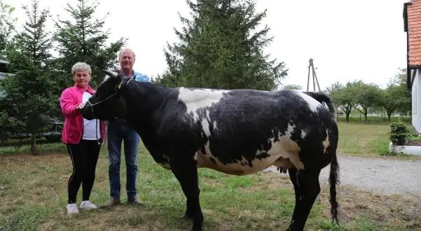 Para dumnych hodowców pozuje z okazałą krową belgijską, dumą ich gospodarstwa.