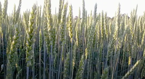 Pole pszenicy jarej w pełnym rozkwicie. Kłosy zielone, wysokie, gotowe do zbioru. Uprawa pszenicy jarej krok po kroku.