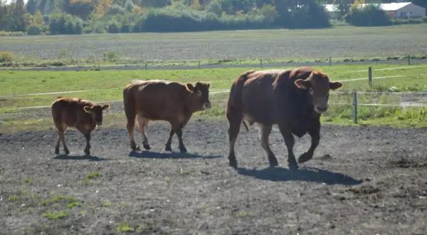 Trzy brązowe krowy pasące się na łące.