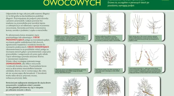 Ilustracje pokazują, kiedy przycinamy czereśnie i inne drzewa owocowe, formując ich korony i pędy.