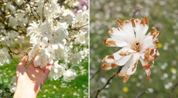 Dwie magnolie: jedna w pełnym rozkwicie, druga z brązowymi końcówkami płatków. Jak długo kwitnie magnolia? Zależy od pogody i odmiany.