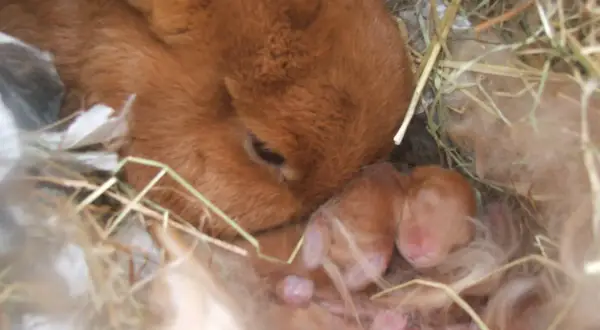 Matka królik czuwa nad swoimi nowo narodzonymi, śpiącymi maluchami w gnieździe. Widać, ile królik jest w ciąży, bo są już małe króliczki.