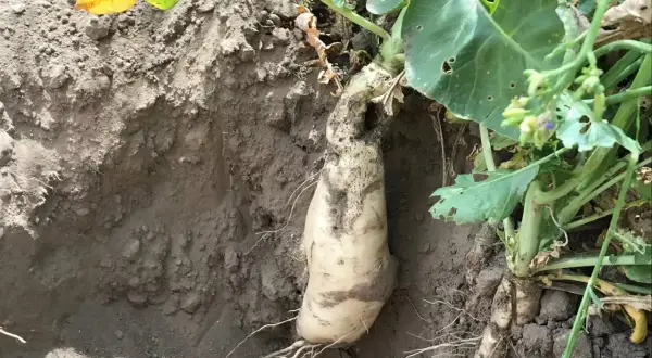 Wyciągnięta z ziemi rzepa oleista, która stanowi cenny poplon. Jej biały korzeń jest widoczny wraz z zielonymi liśćmi.