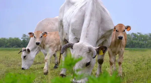 Stado krów rasy piemontese pasące się na zielonej łące. Widać dorosłe zwierzęta i cielęta.