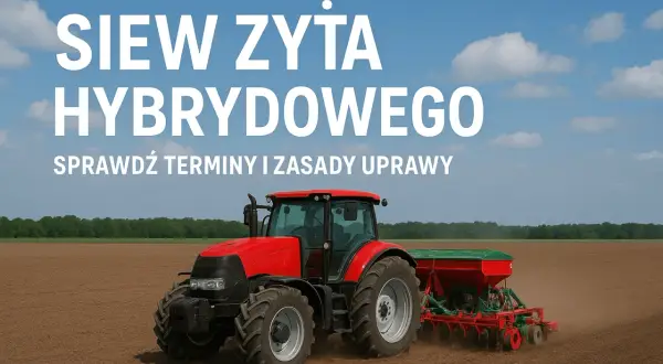Czerwony traktor z siewnikiem na polu, przygotowuje glebę pod siew żyta hybrydowego. Agrofoto.