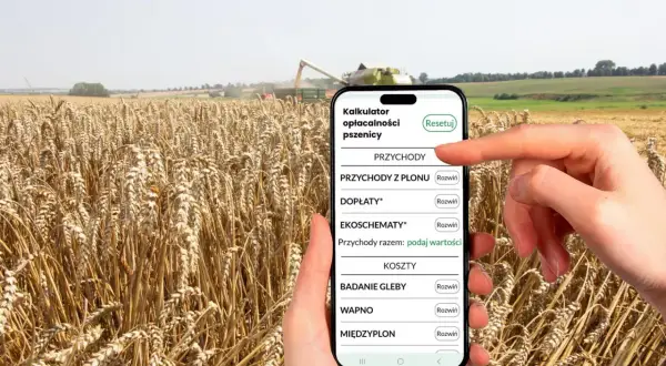 Pole pszenicy, kombajn w tle, dłoń trzymająca smartfon z kalkulatorem opłacalności pszenicy.