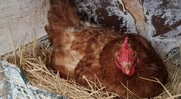 Brązowa kura siedzi w gnieździe wyłożonym słomą, w plastikowej skrzynce. To jej naturalne środowisko, gdzie czeka na wyklucie się piskląt, jakby to była jej własna kiszonka dla kur.
