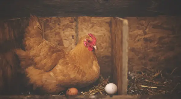 Brązowa kura siedzi w gnieździe z dwoma jajkami.