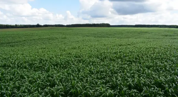 Rozległe pole zielonego **sorgo cukrowe** pod błękitnym niebem z chmurami.
