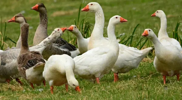 Stado gęsi na zielonej trawie, niektóre białe, inne szare, z pomarańczowymi dziobami.