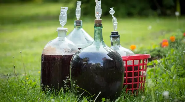 Kilka balonów z ciemnym płynem i rurkami fermentacyjnymi na trawie. To początek drogi, jak zrobić wino półsłodkie.
