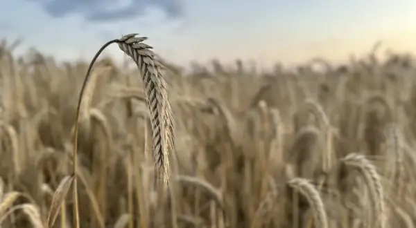 Złote kłosy pszenicy na polu, w tle niebo. Obrazek symbolizuje aktualne ceny pszenicy i jej zbiory.