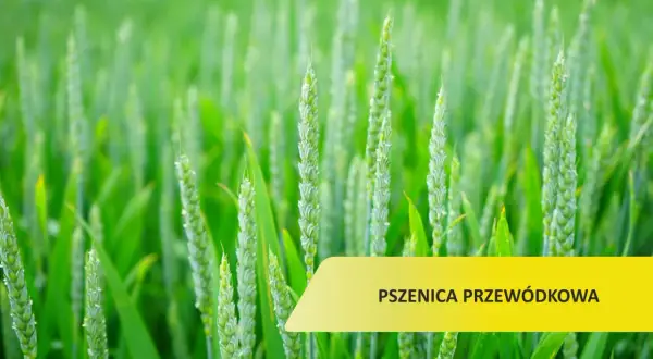 Zielone kłosy pszenicy przewódkowej na polu, w tle rozmyte łany.