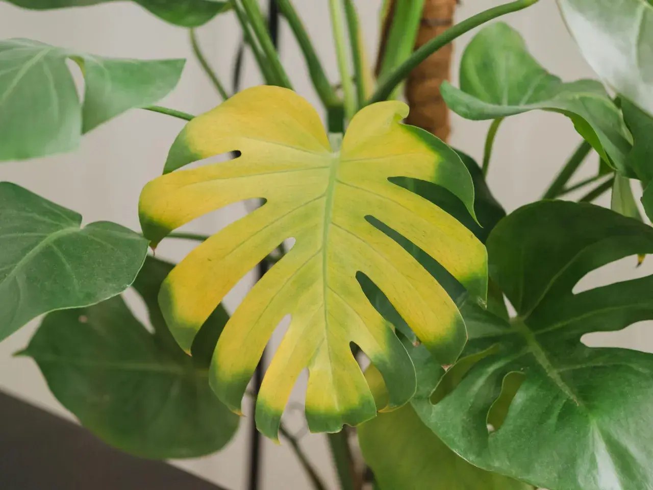Monstera z żółknącymi liśćmi. Dowiedz się, jak uratować monsterę, gdy jej liście tracą zieleń.