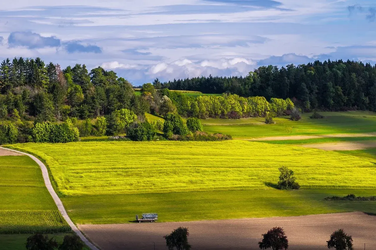 Piękne pole rzepaku, zielone łąki i las. Wyobraź sobie, jak posadzić las na polu, tworząc zieloną oazę.