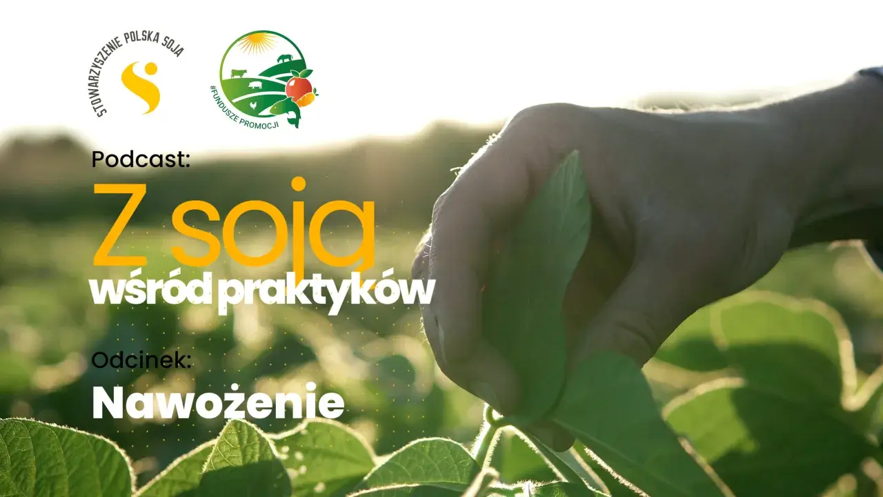 Podcast "Z soją wśród praktyków" o nawożeniu. Dłoń rolnika bada liście soi na polu.