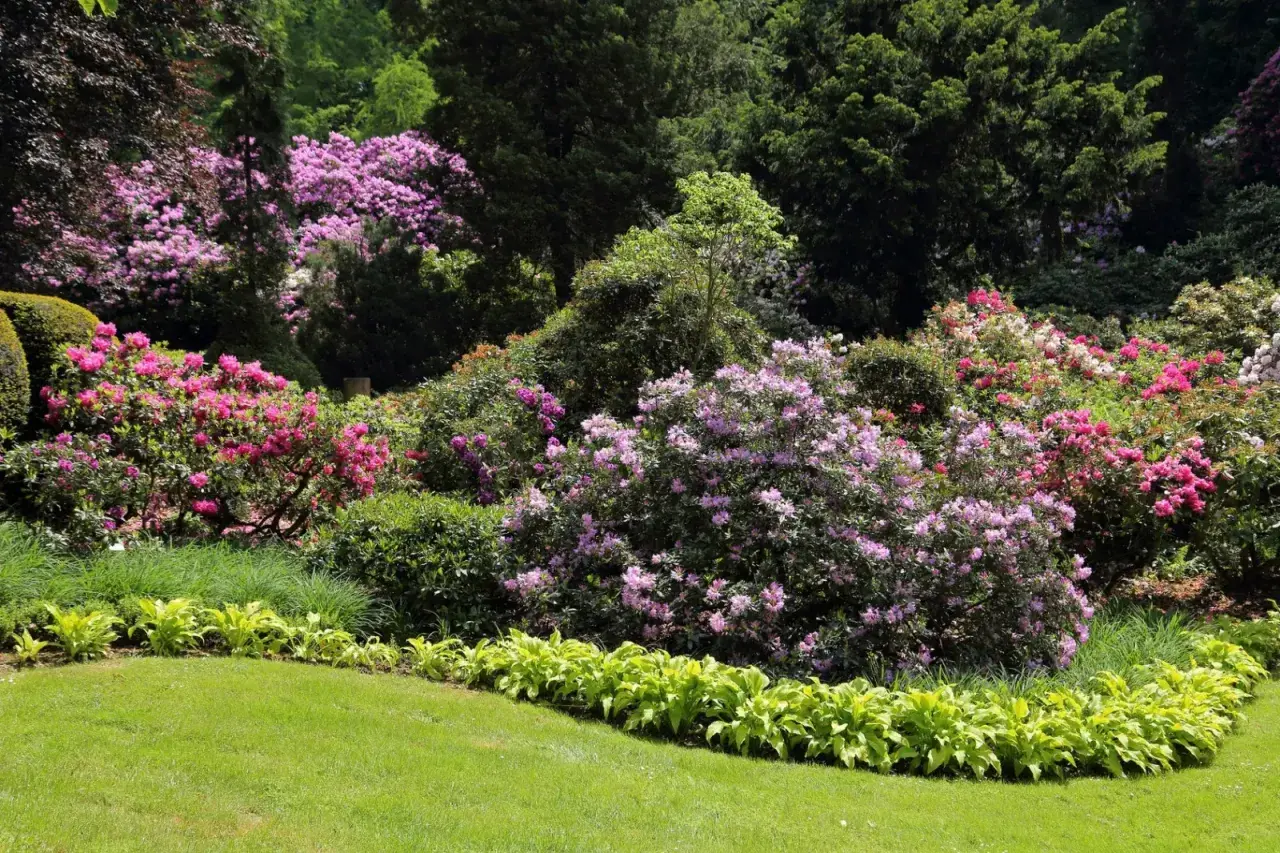 Kwiaty rododendronów w odcieniach różu i fioletu. Zastanawiasz się, co posadzić obok rododendrona? Warto rozważyć hosty o jasnozielonych liściach, które tworzą piękny kontrast.