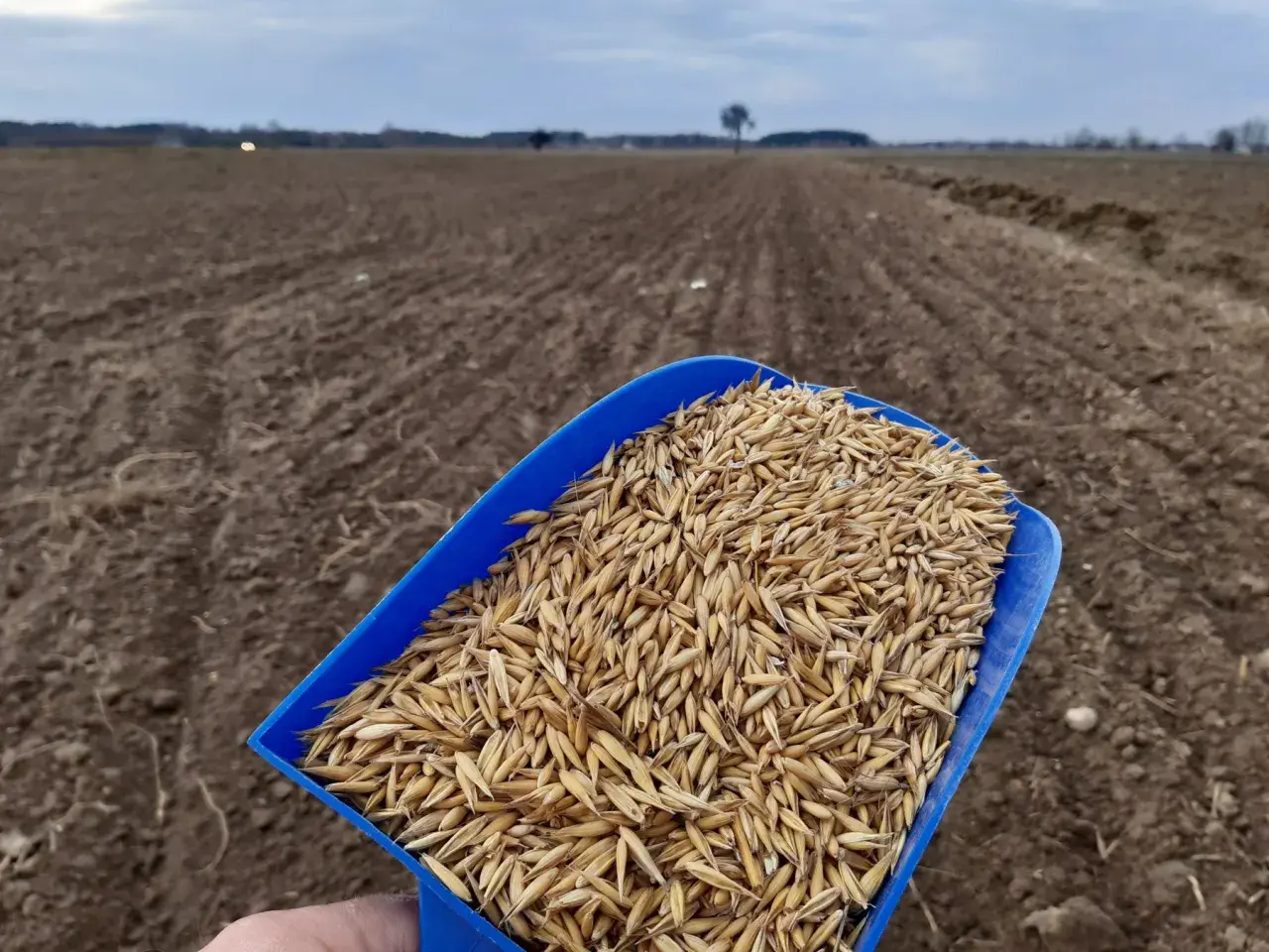 Niebieska łopatka pełna ziarna owsa czeka na rozsypanie na zaoranym polu. Rozpoczyna się nawożenie owsa.