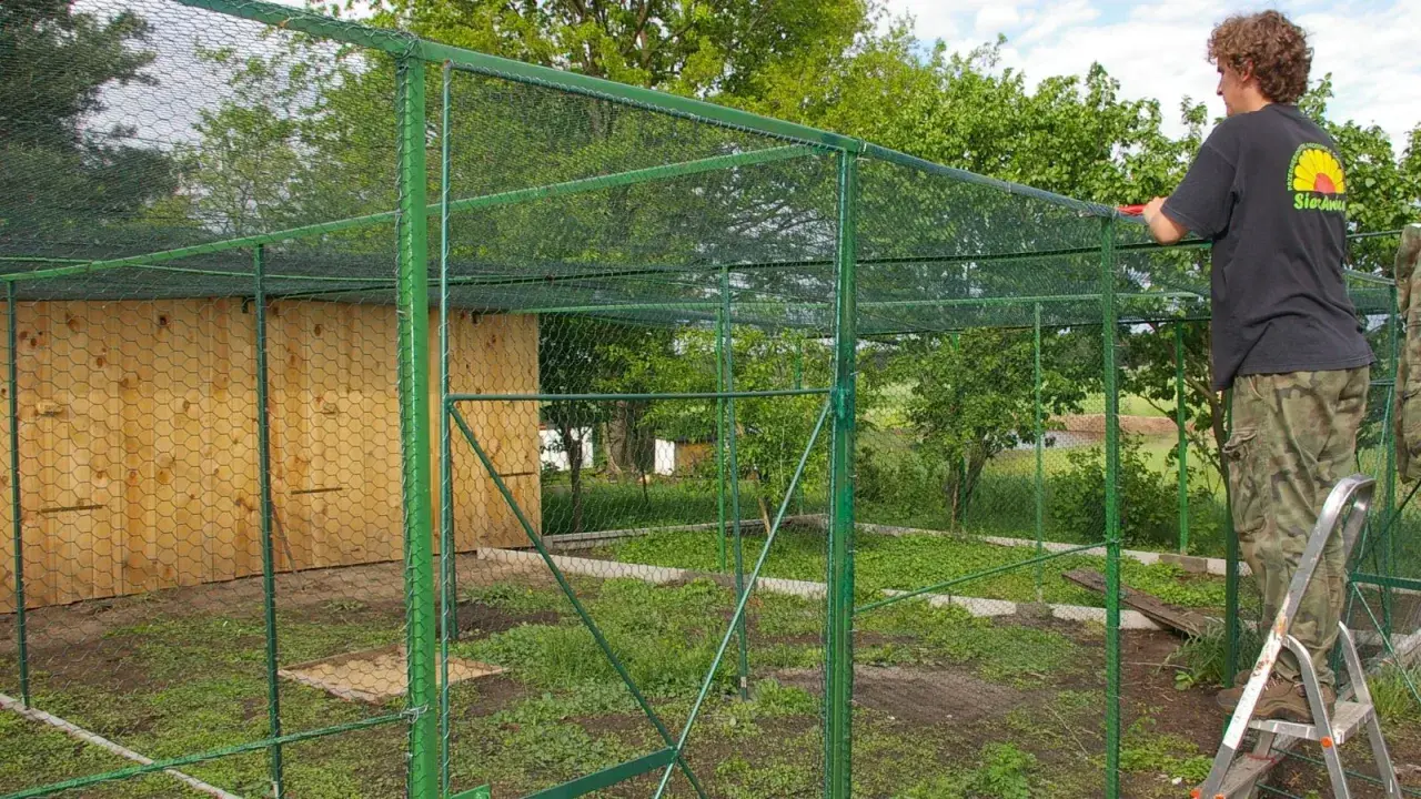 Osoba na drabinie buduje zieloną wolierę dla gołębi z drewnianą ścianą.